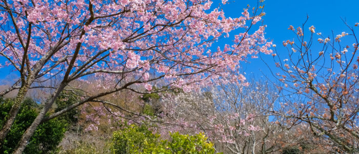 浄妙寺の桜